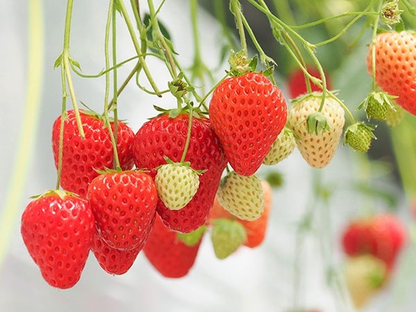 ■【茨城】いばらき旬の味覚紀行!「名物あんこう鍋×いちご狩り食べ放題」&日本三大名瀑!大迫力の「袋田の滝」1